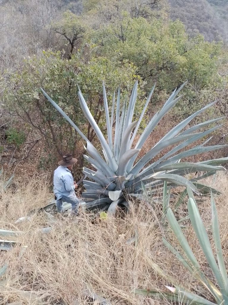 Honor-Amor-Mezcal-2