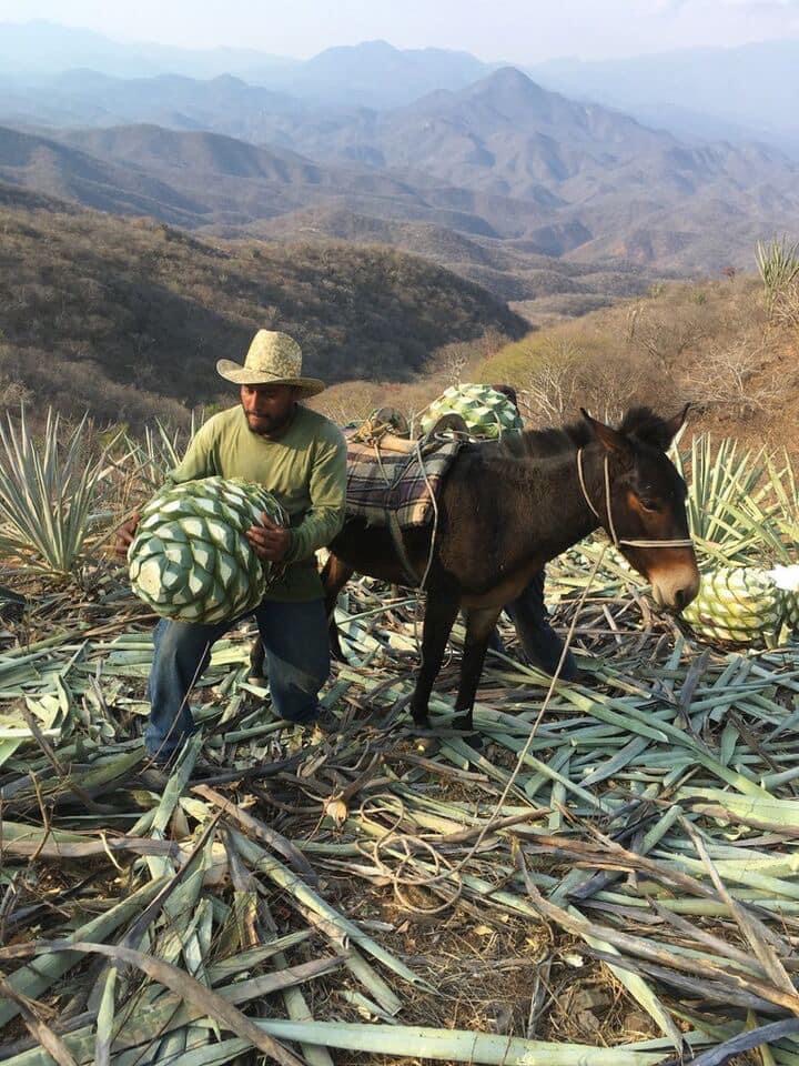Galeria_HONOR___AMOR_MEZCAL_ARTESANAL__3