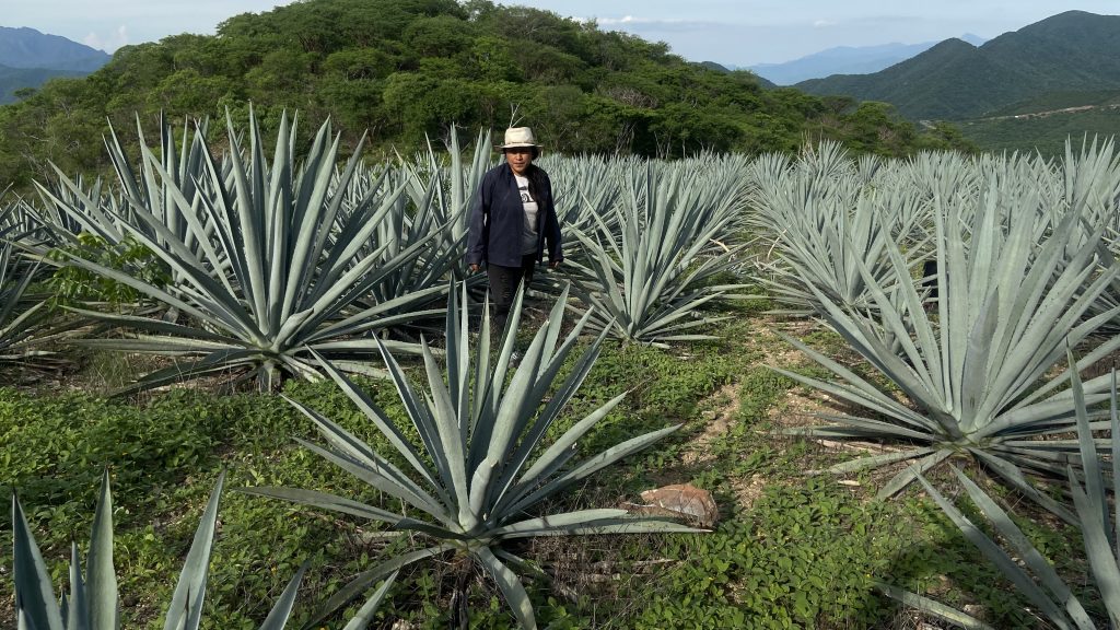 Galeria_HONOR___AMOR_MEZCAL_ARTESANAL__5