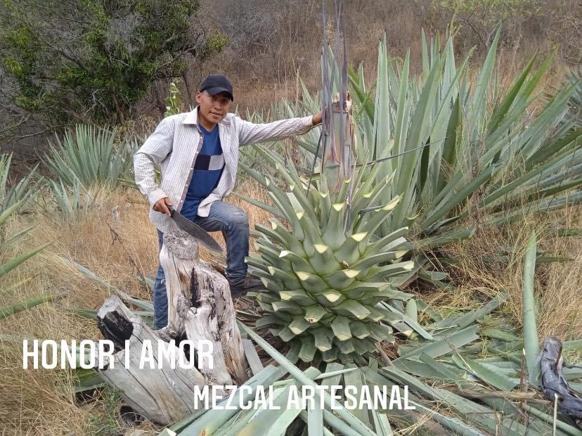 Galeria_HONOR___AMOR_MEZCAL_ARTESANAL__6