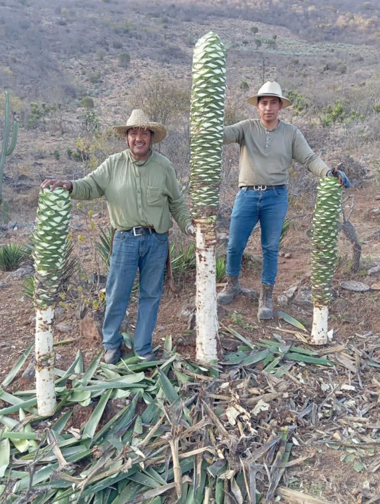 Galeria_MEZCAL_ANCESTRAL_ORTEGA_1