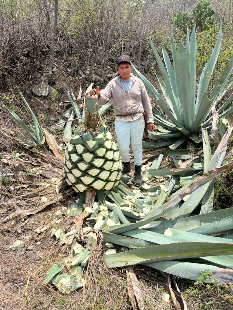 Galeria_MEZCAL_ANCESTRAL_ORTEGA_3