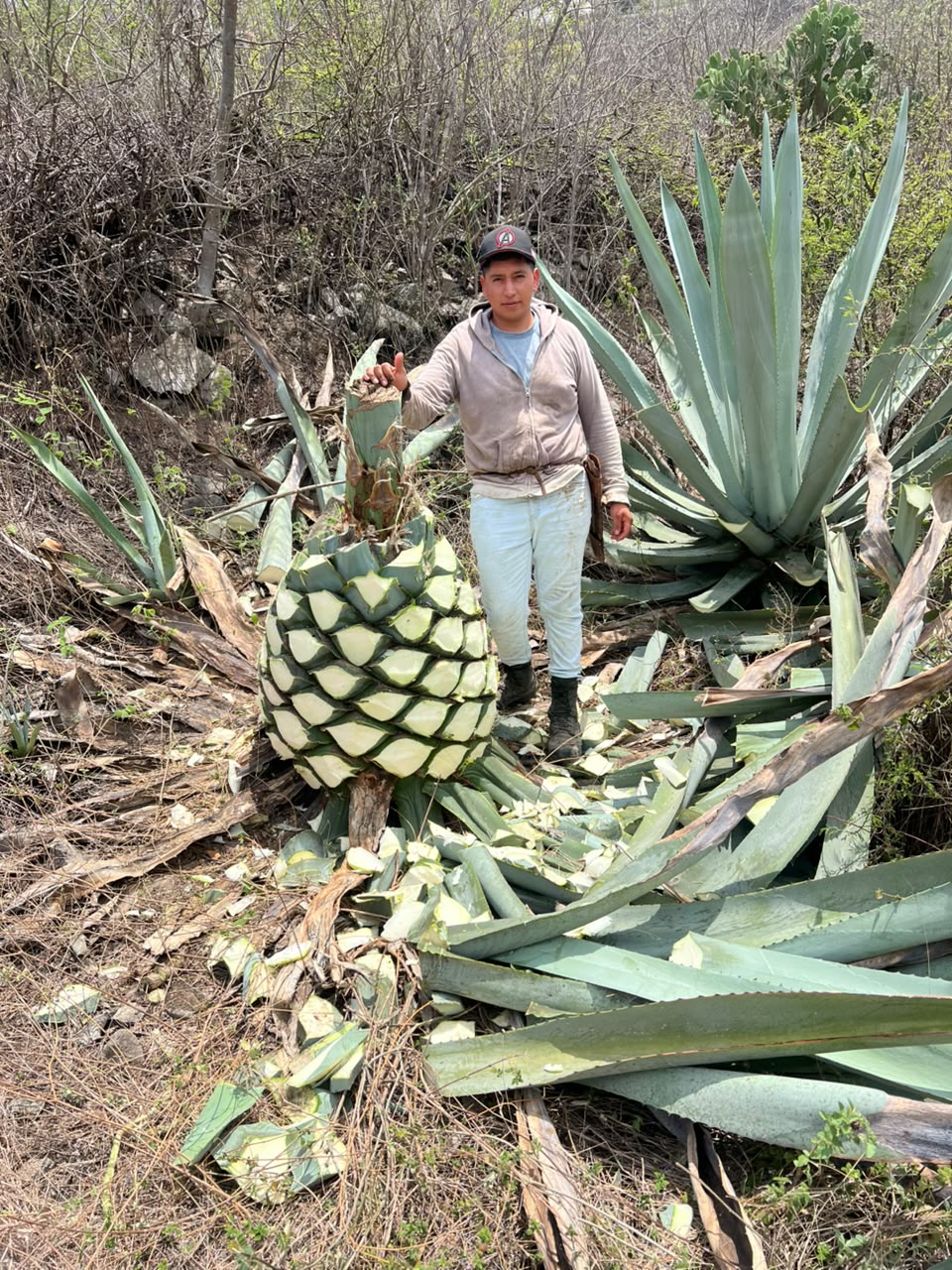 Galeria_MEZCAL_ANCESTRAL_ORTEGA_3