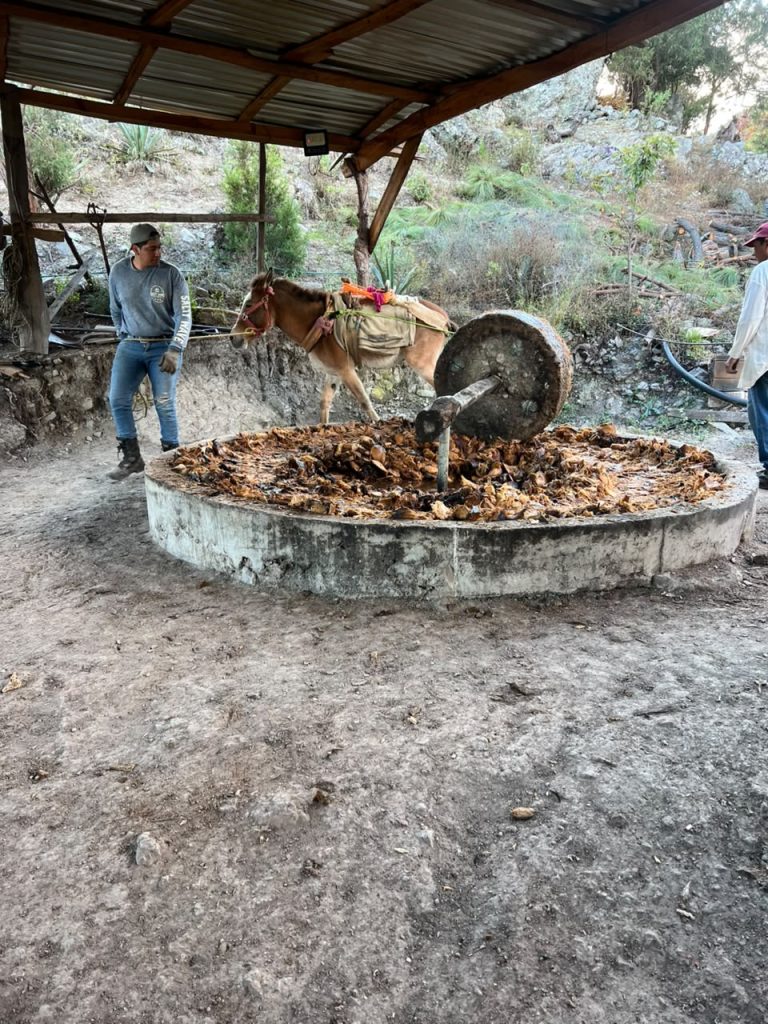 Galeria_MEZCAL_ANCESTRAL_ORTEGA_6