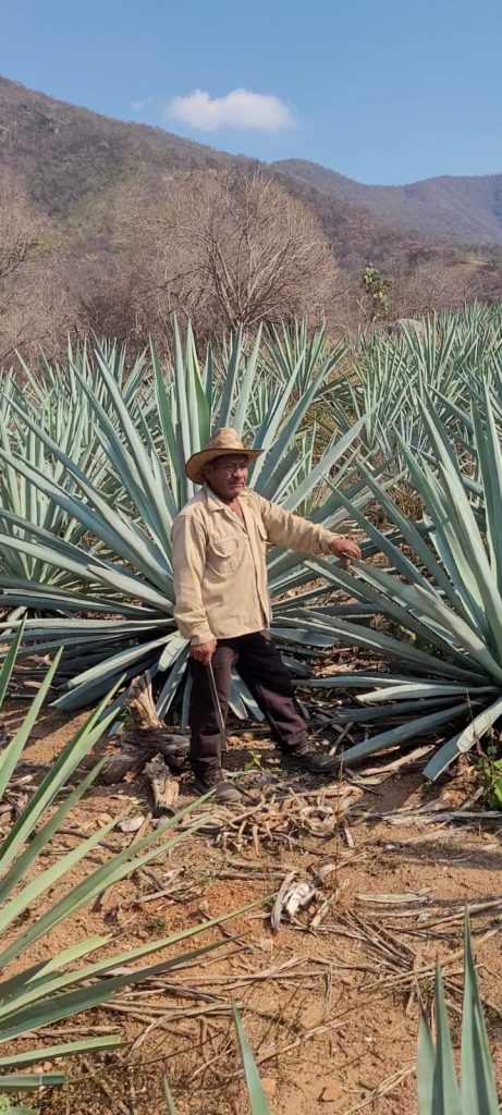 Galeria_MEZCAL_HERENCIA_CHONTAL_2