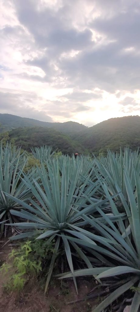 Galeria_MEZCAL_HERENCIA_CHONTAL_5