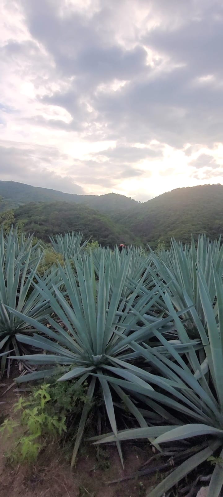 Galeria_MEZCAL_HERENCIA_CHONTAL_5