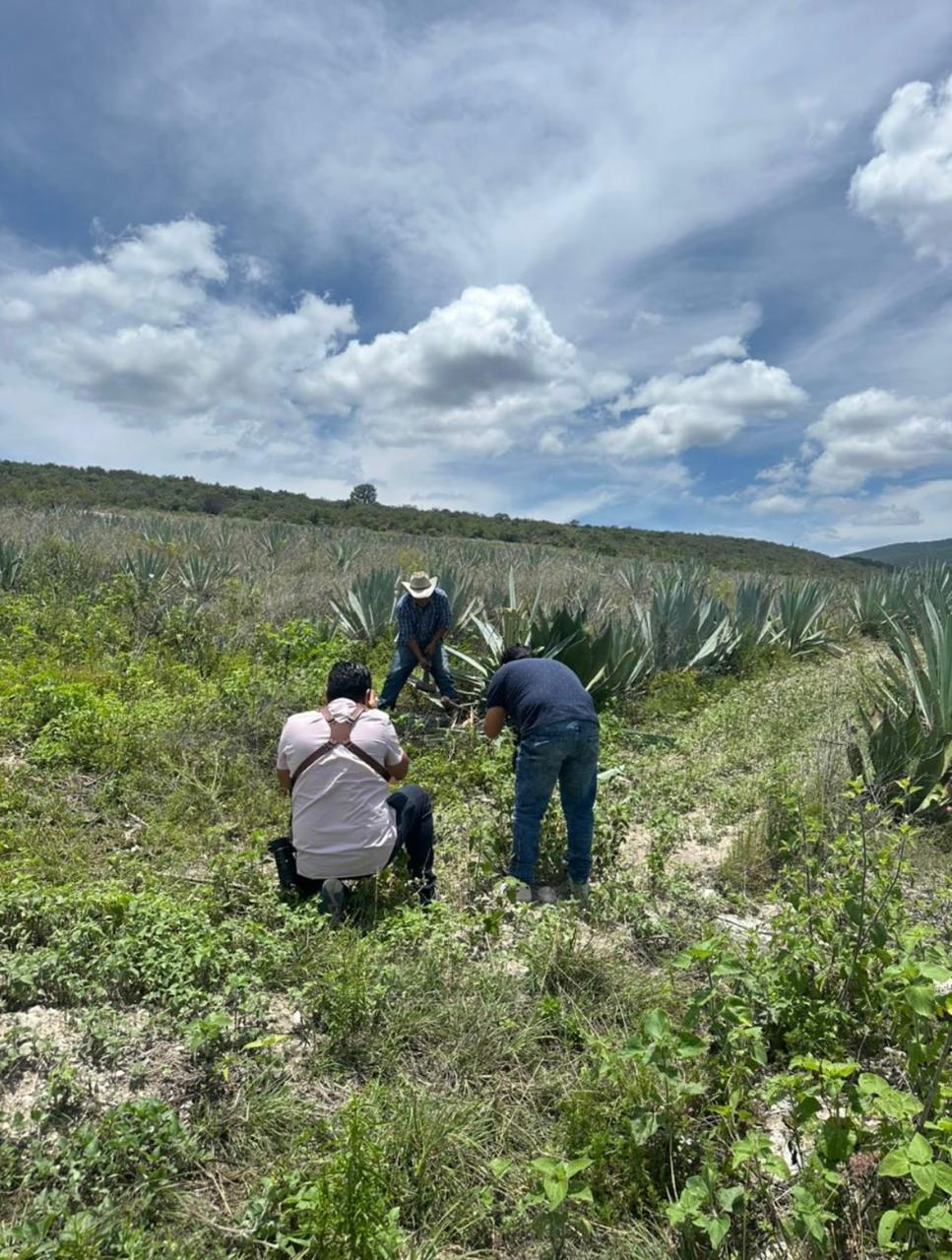 Galeria_MEZCAL_SOMBRAS_DEL_ALMA_2